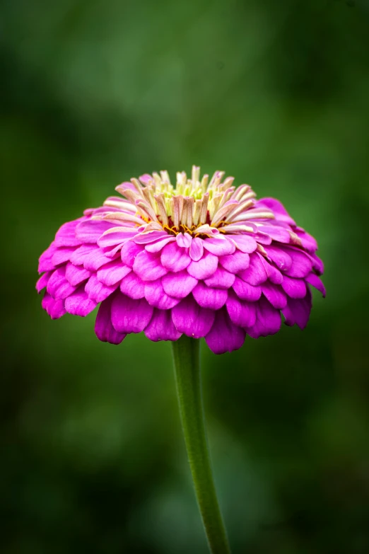 a purple flower blooming with bright pink petals