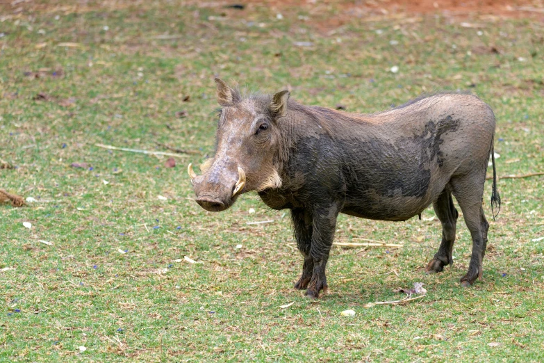 this is an image of a warthog in the wild