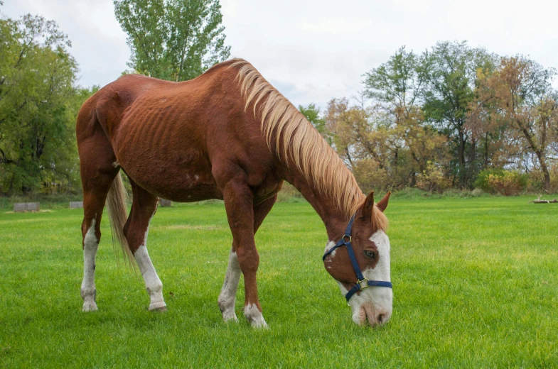a horse is eating some green grass outside