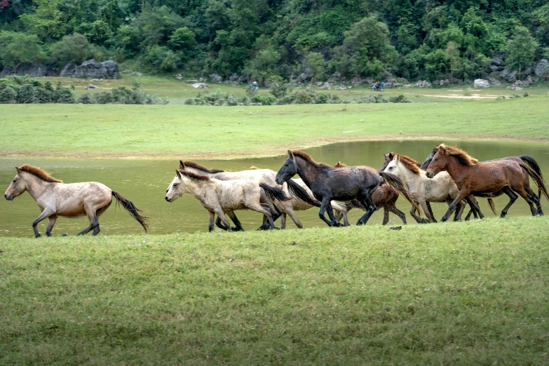 a herd of horses run through a field