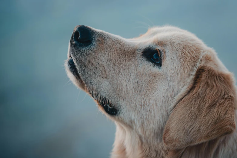 a close up po of the face of a dog