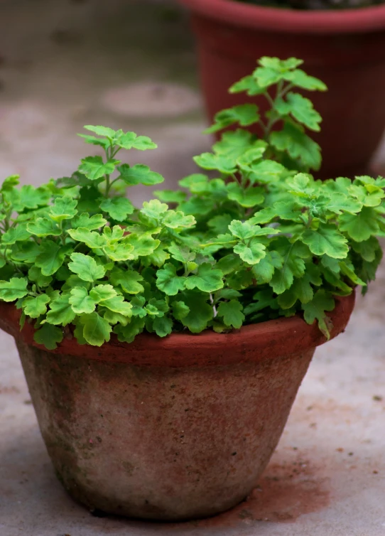 the plant in the pot is growing from it's ground