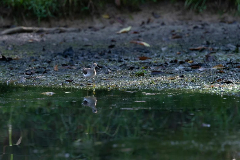 a bird wading in a shallow body of water