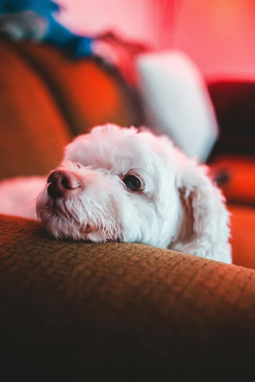 small white dog sitting on top of a brown sofa