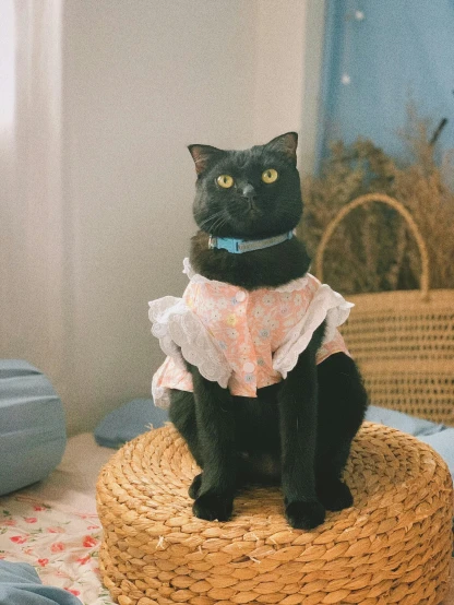 the black cat is dressed in a dress