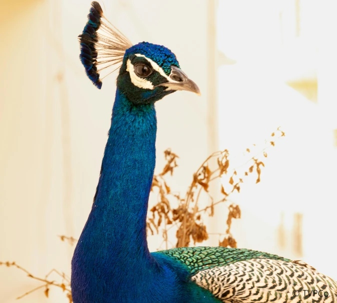 blue peacock sitting on top of a cement slab