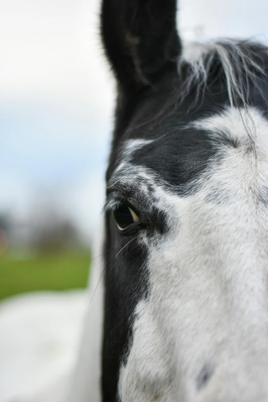 a close up of a black and white horse