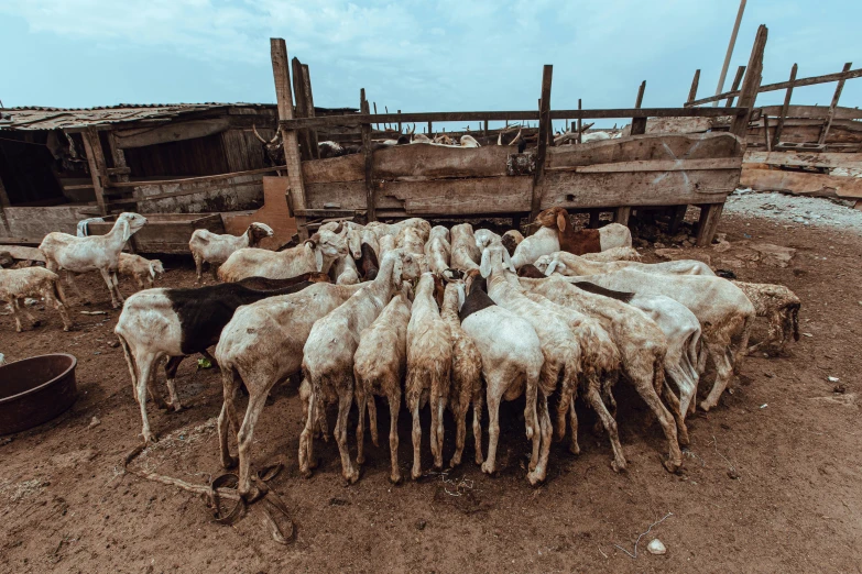 many sheep are standing around a rustic structure