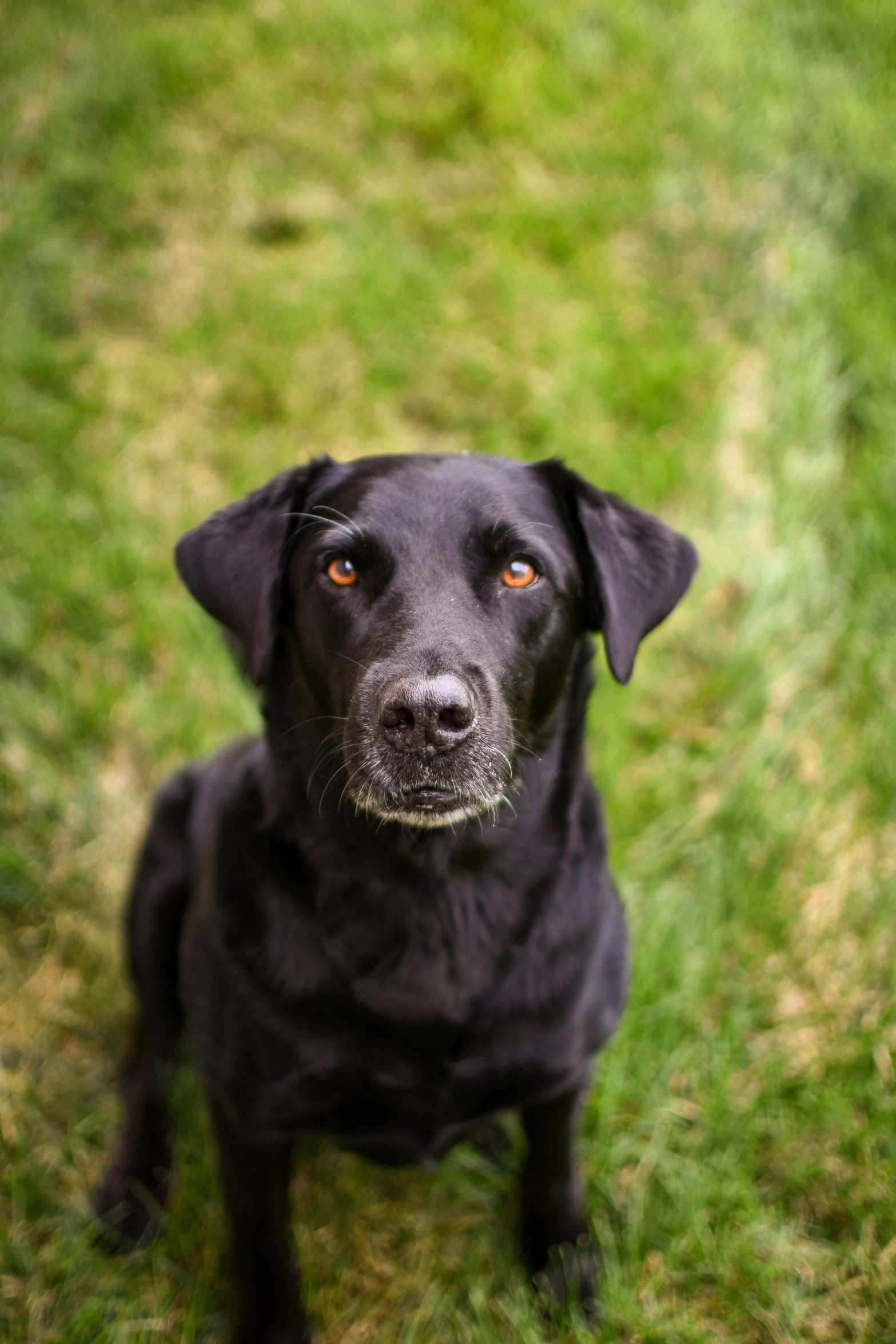 a black dog looking up with green grass