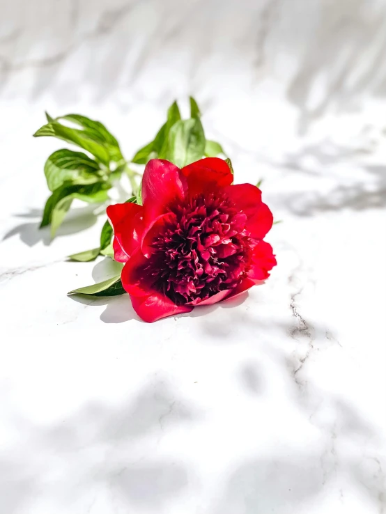 a single flower laying on top of a white surface