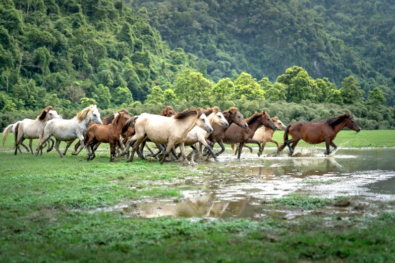 a herd of horses that are walking in the water