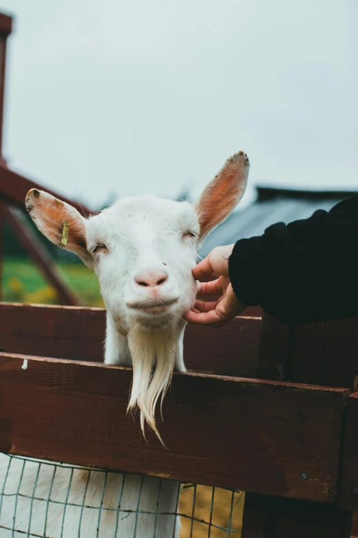 a person pets the face of a goat at an enclosure