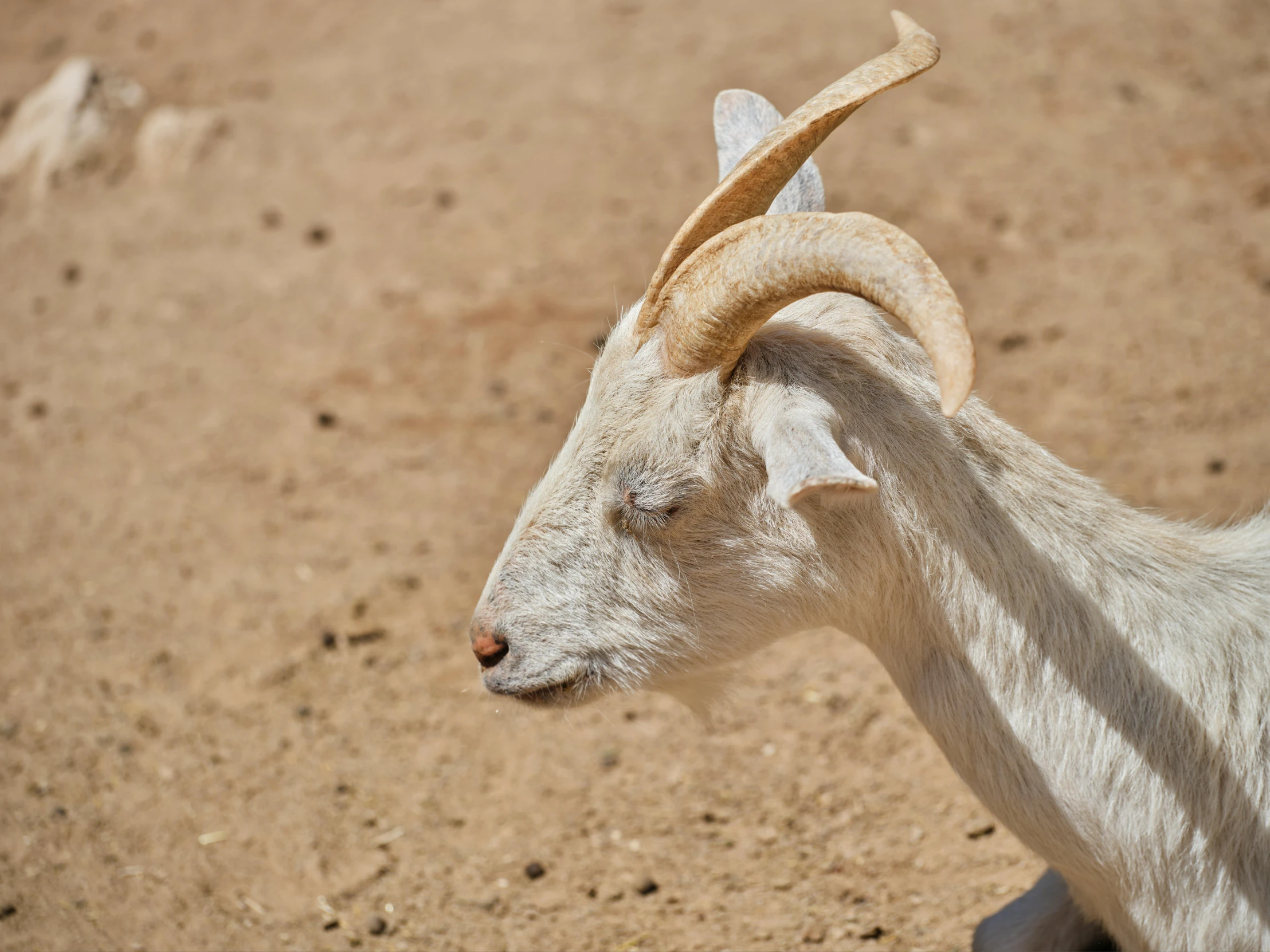 the side of a goat on a sunny day