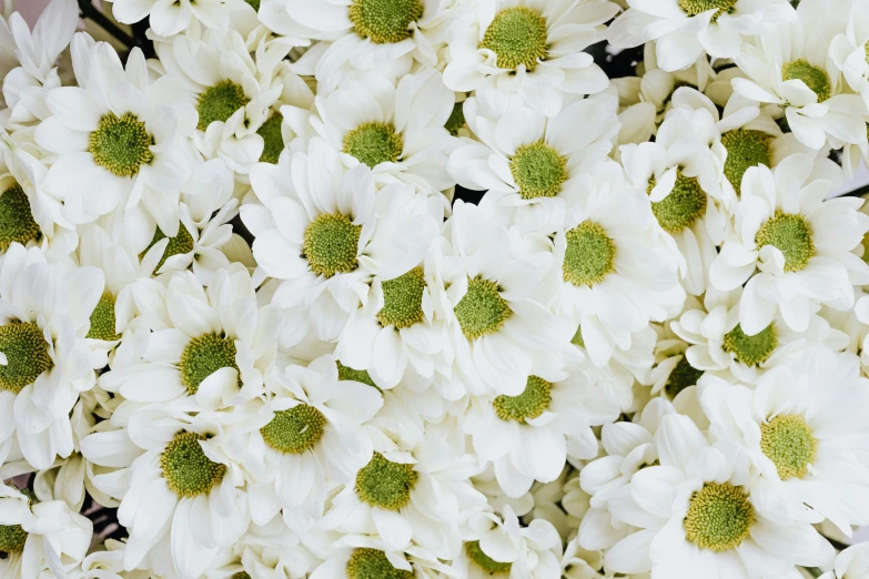 a large group of white flowers in a field