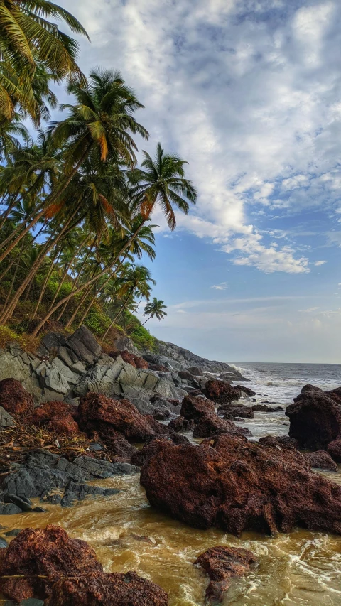 palm trees line the shore at a rocky beach