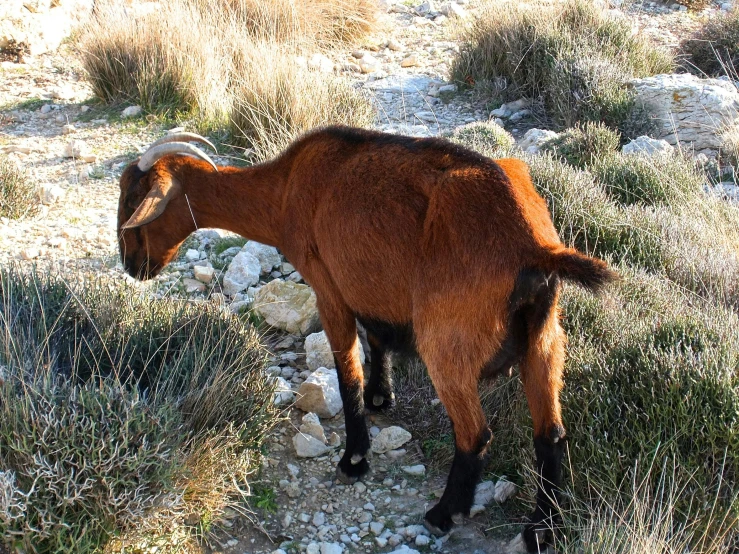 a goat standing on a dirt road surrounded by scrub brush