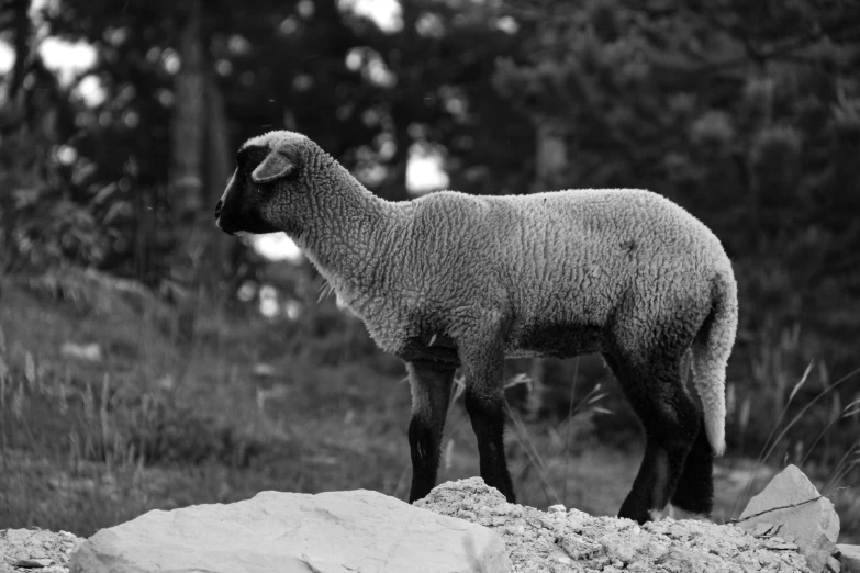 a sheep with thick hair standing on a large rock in the grass