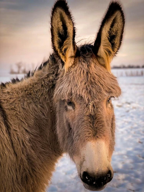 a close up of a donkey standing in a snowy field