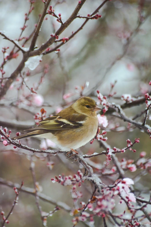 the small bird is perched on the nch in the tree