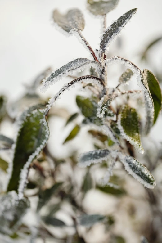 the green leaves and the snow are covered with tiny droplets