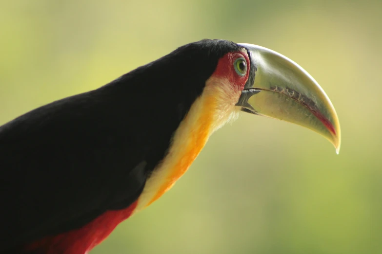 a very large colorful bird with a big head