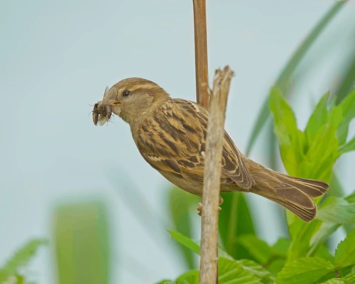 a small bird perched on top of a wooden stick