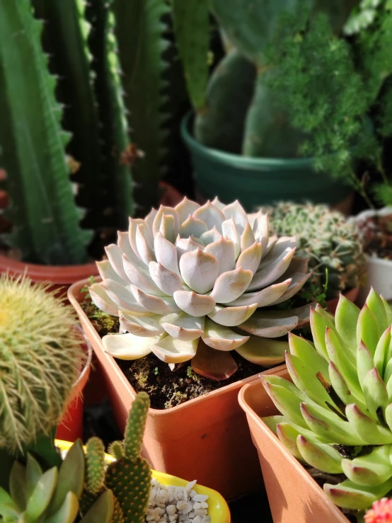 a table topped with many pots filled with plants