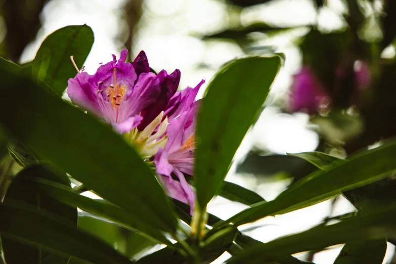 a close up of some flowers in a bush