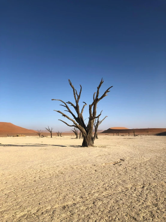a barren tree in the middle of the desert
