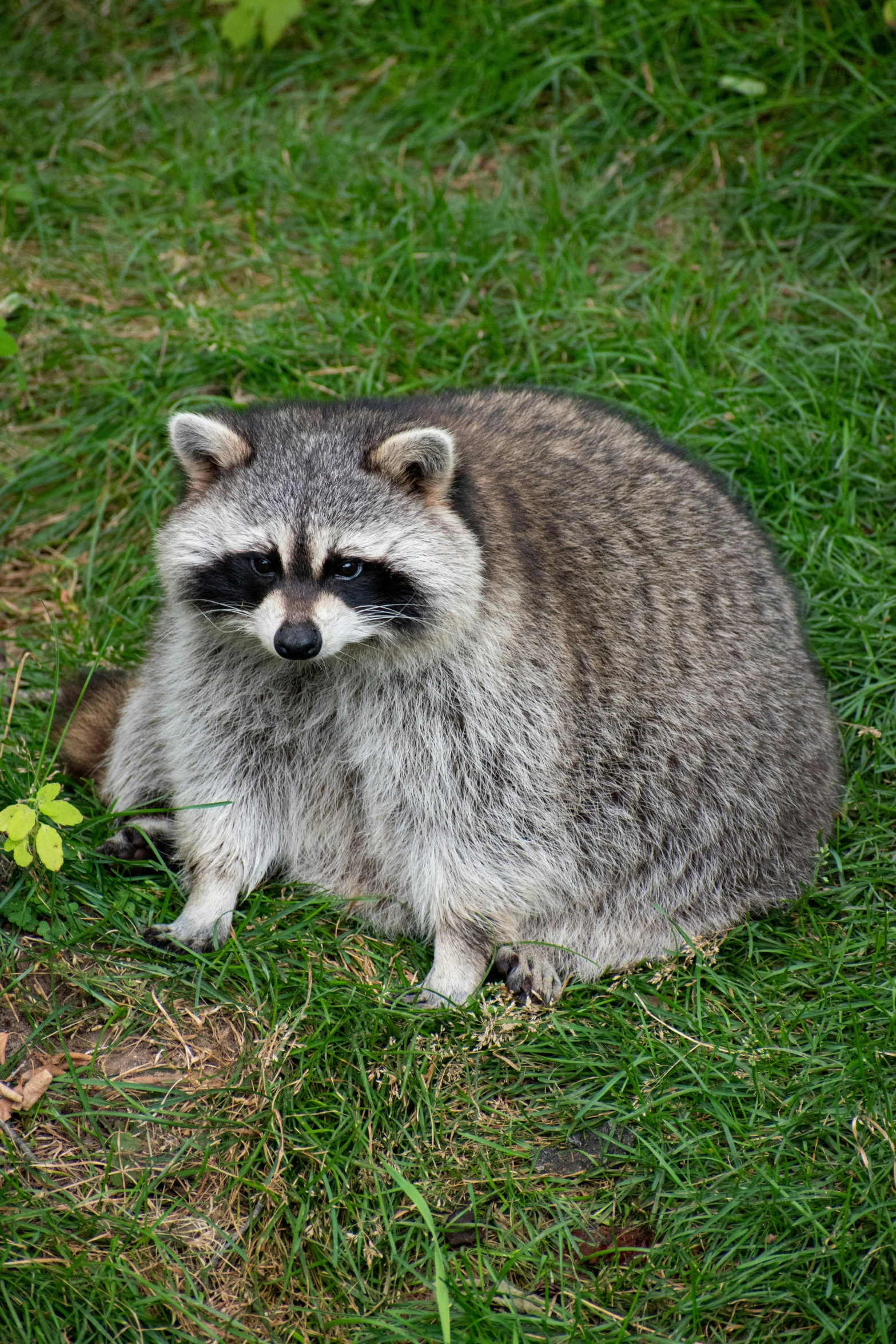 a rac is looking at the camera with a sad expression on its face