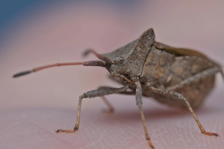 a brown insect sitting on top of a white surface