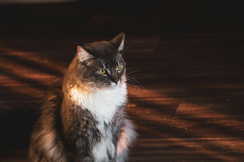 a multicolored cat sitting on a wooden floor