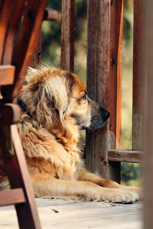 a dog is sitting on the wooden floor under a bench