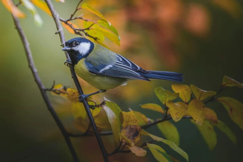 a blue and green bird is sitting on a tree nch