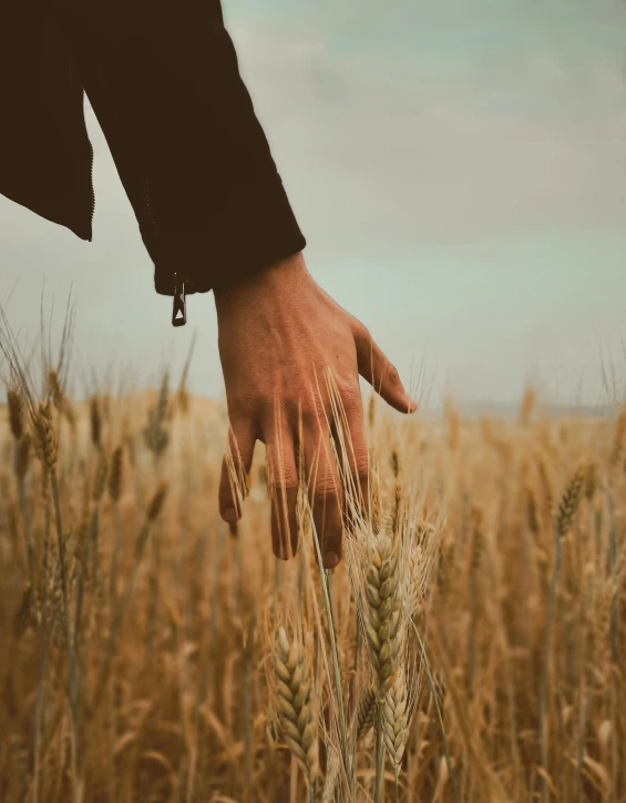 an hand that is above some tall grass