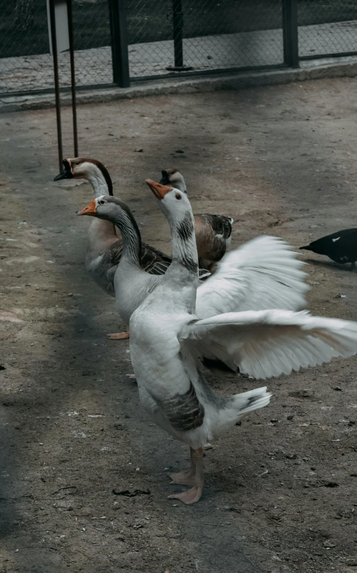 two white ducks are fighting with one another