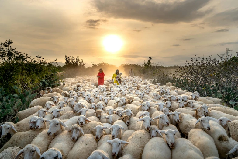 a large group of sheep with the sun behind them