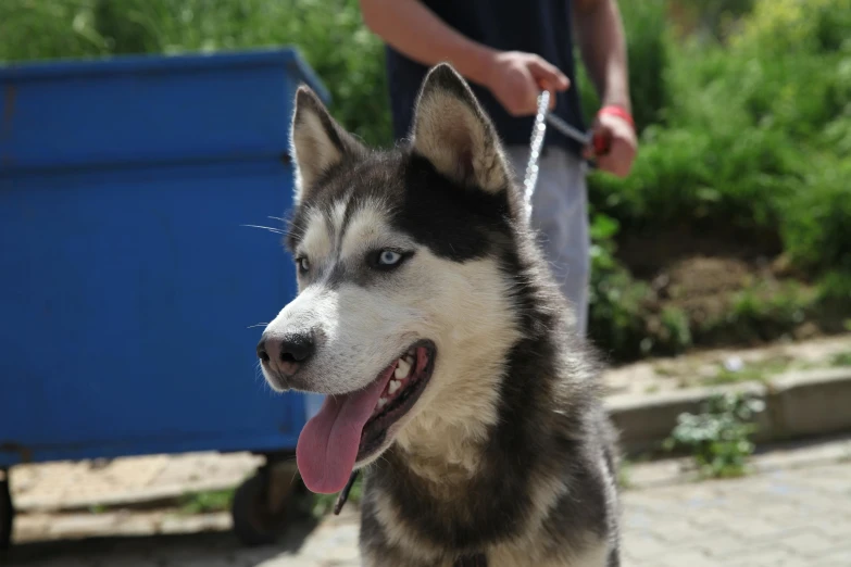 an image of a husky dog on a leash