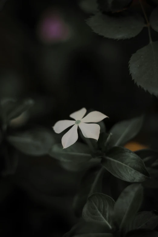 two white flowers surrounded by greenery with a purple eye