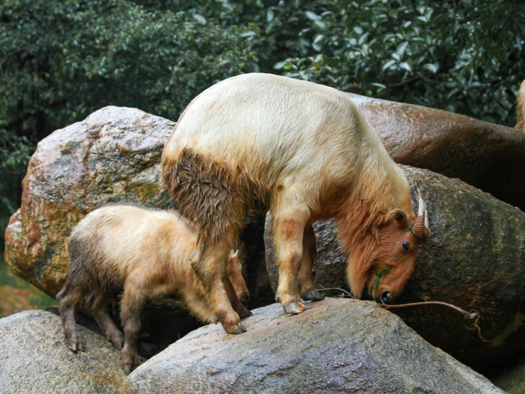 an adult and small child bear on top of rocks