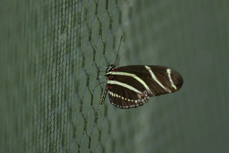 the erfly is sitting on a chain link fence