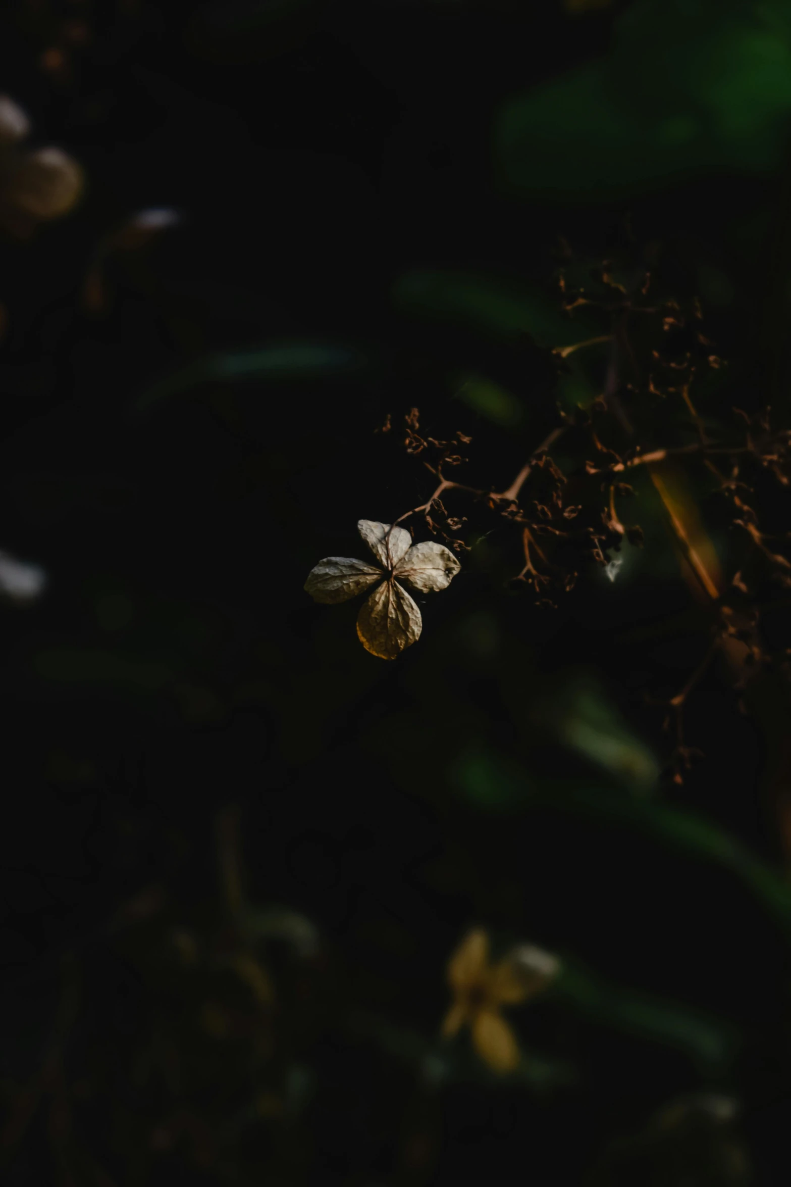 a bunch of flowers with green leaves in the middle