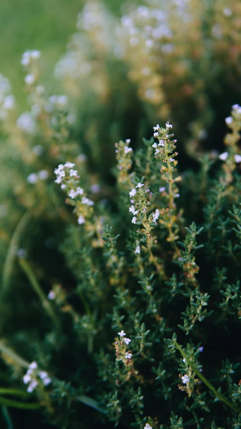 small white flowers in the grass