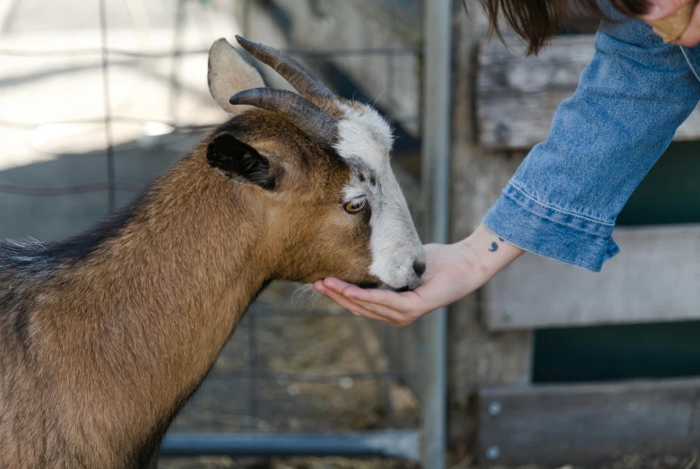 a person handing food to a goat with its mouth