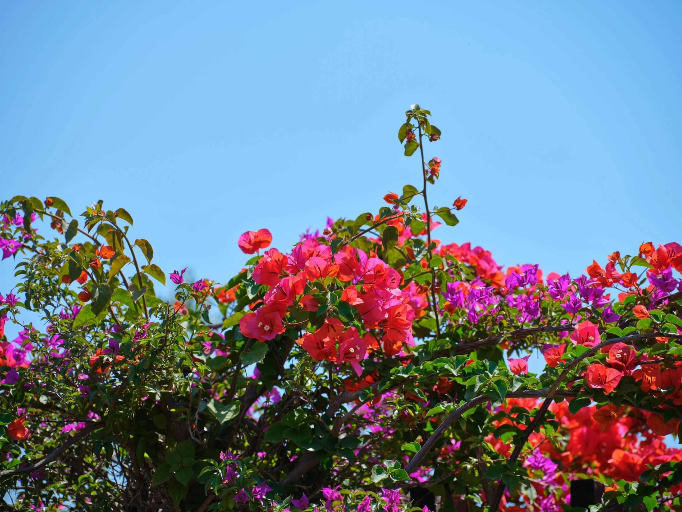 red and purple flowers in an otherwise blue sky