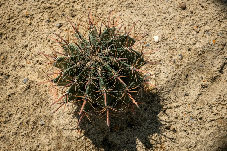 a small green cactus on a sandy surface
