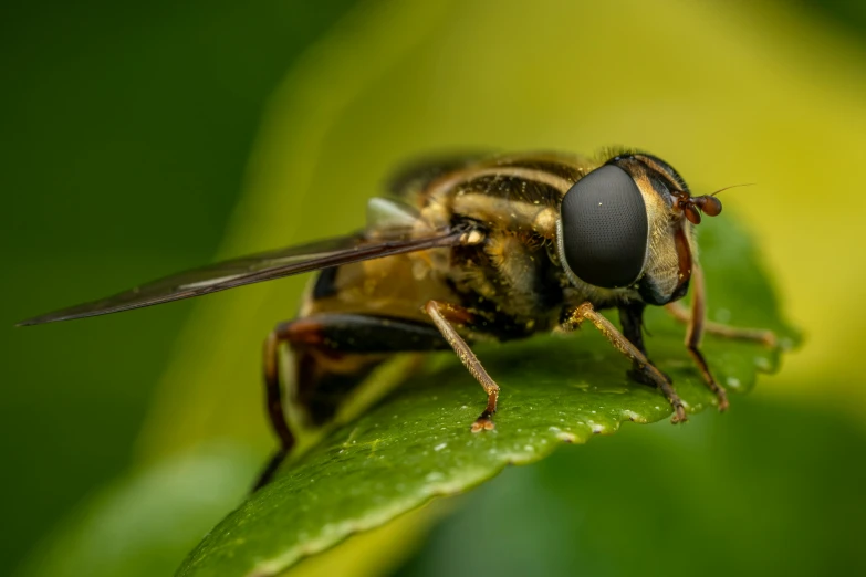 the fly is sitting on a green plant leaf