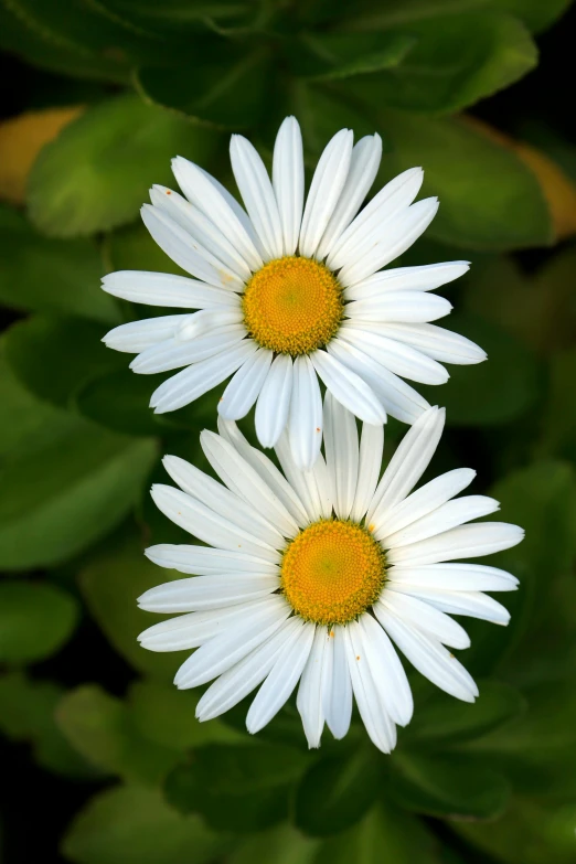 three small white flowers that have some yellow centers