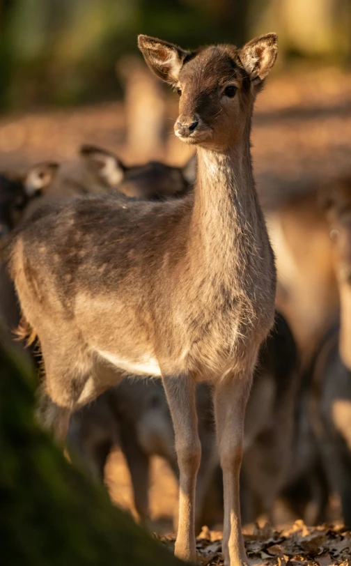 a group of deer standing next to each other on a field