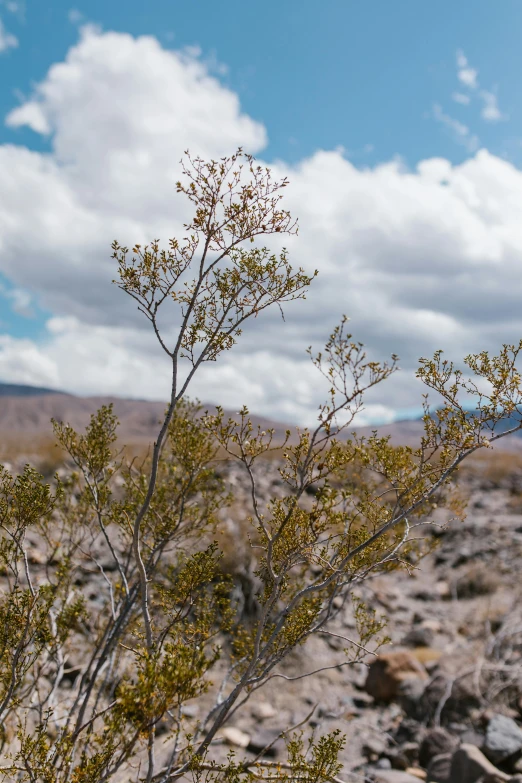 a view of the rocky landscape with rocks and plant